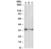 Western blot of NIH3T3 (A), mouse testis (B) and rat testis (C) lysates with PCNA antibody at 0.01ug/ml. Expected molecular weight: 29-36 kDa.