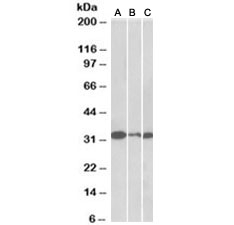 Western blot of NIH3T3 (A), mouse testis (B) and rat testis (C) lysates with PCNA antibody at 0.01ug/ml.