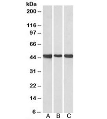 Western blot of human cerebellum (A), rat brain (B) and rat testis (C) lysate with Prokineticin receptor 2 antibody at 0.1ug/ml. Predicted molecular weight (human): ~44kDa.~