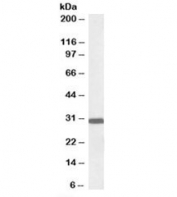 Western blot testing of rat brain lysate with Engrailed-2 antibody at 0.1ug/ml. Predicted molecular weight: ~34kDa.