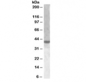 Western blot testing of nuclear HeLa lysate with XBP1 antibody at 1ug/ml. Predicted molecular weight ~40 kDa (isoform 2).