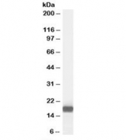 Western blot testing of human pancreas lysate with PLA2G1B antibody at 0.01ug/ml. Predicted molecular weight: ~16kDa.