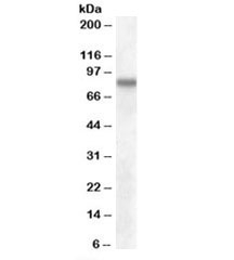 Western blot testing of human cerebral cortex lysate with SCARB2 antibody at 0.1ug/ml. Predicted molecular weight: ~54/85kDa (unmodified/glycosylated).~