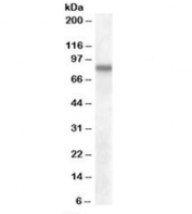 Western blot testing of human cerebral cortex lysate with SCARB2 antibody at 0.1ug/ml. Predicted molecular weight: ~54/85kDa (unmodified/glycosylated).