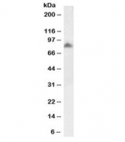 Western blot testing of human frontal cortex lysate with biotinylated SCARB2 antibody at 1ug/ml. Predicted molecular weight: ~54/85kDa (unmodified/glycosylated).