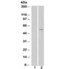 Western blot of HEK293 lysate overexpressing GCNT3 probed with GCNT3 antibody (mock transfection in lane 1). Predicted m