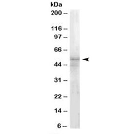 Western blot testing of HeLa lysate with IRAK4 antibody at 1ug/ml. Predicted molecular weight: ~52kDa.