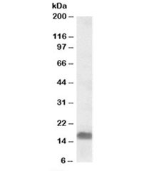 Western blot testing of A549 lysate with EDF1 antibody at 0.3ug/ml. Predicted molecular weight: ~16kDa.~