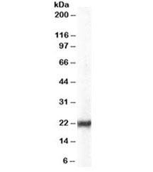 Western blot testing of HeLa lysate with HP1 antibody at 0.03ug/ml. Predicted molecular weight ~22kDa.~