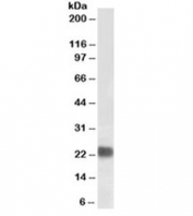 Western blot testing of HeLa lysate with biotinylated HP1 antibody at 0.1ug/ml. Predicted molecular weight ~22kDa. An NAP blocker was used in place of non-fat milk as blocking solution and diluent. (1)