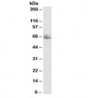 Western blot testing of human testis lysate with TERF1 antibody at 0.3ug/ml. Predicted molecular weight: ~50/65kDa (unmodified/possible acetylated form).