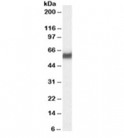 Western blot testing of human pancreas lysate with PDIp antibody at 0.03ug/ml. Predicted molecular weight ~58/70 kDa (unmodified/glycosylated).