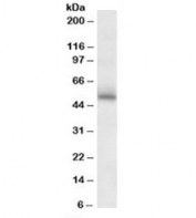 Western blot testing of mouse brain lysate with GABRG2 antibody at 2ug/ml.Predicted molecular weight: ~55kDa.