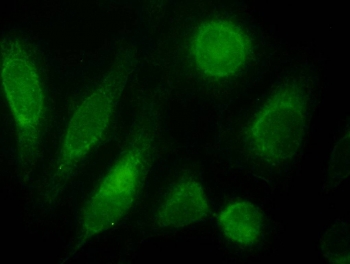 Immunofluorescence testing of HeLa cells with ODZ3 antibody at 10ug/ml [green] shows staining of nuclei.~