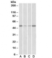 Western blot of mouse (A) and rat (B) skeletal muscle and mouse C) and rat (D) heart lysate with EEF1A2 antibody at 0.5ug/ml. Predicted molecular weight: ~51kDa.