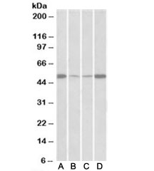 Western blot of mouse (A) and rat (B) skeletal muscle and mouse C) and rat (D) heart lysate with EEF1A2 antibody at 0.5ug/ml.