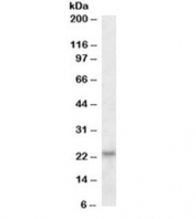 Western blot testing of HeLa lysate with IL-18 antibody at 0.1ug/ml. Predicted molecular weight ~23kDa.