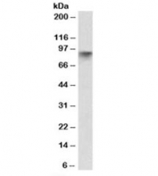 Western blot testing of human pancreas lysate with Neuroligin 2 antibody at 0.1ug/ml. Predicted molecular weight: ~91kDa.