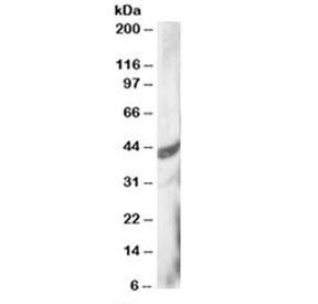 Western blot testing of HeLa lysate with DAP3 antibody at 3ug/ml. Predicted molecular weight: ~46/41/42kDa (isoforms 1/2/3).