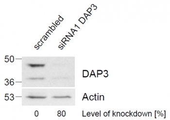 Western blot of HeLa lysate (control in left lane, post si-RNA-mediated DAP3 knock-down expresson in right lane) with DAP3 antibody at 1ug/ml. Level of knock-down relative to Actin expression level was determined by RT-PCR. Predicted molecular weight: ~46/41/42kDa (isoforms 1/2/3).