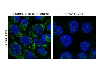 ICC staining of guanidinium thiocyanate-treated HeLa cells before (left) and after (right) si-RNA-mediated DAP3 knock-down using DAP3 antibody at 3ug/ml. Detection by DyLight 488 (green); nuclear DAPI stain (blue).