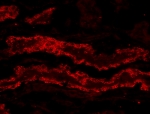 IHC staining of PFA-perfused cryosection of pig kidney with GPX3 antibody at 20ug/ml. HIER: microwave with pH3 citrate buffer, CY3-staining.