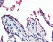 IHC testing of FFPE human placenta tissue with GPX3 antibody at 5ug/ml. Required HIER: steamed antigen retrieval with pH6 citrate buffer; AP-staining.