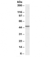 Western blot testing of rat skin lysate with M6prbp1 antibody at 0.1ug/ml. Predicted molecular weight: ~47kDa.