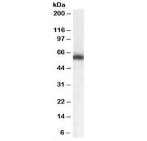 Western blot testing of mouse brain lysate with NONO antibody at 0.1ug/ml. Predicted molecular weight: ~54kDa.