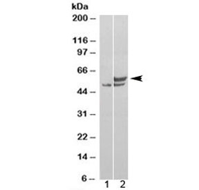 Western blot of HEK293 lysate overexpressing human NONO probed with NONO antibody (mock transfection in lane 1). Predicted molecular weight: ~54kDa.