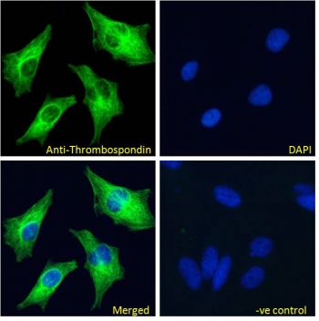 Immunoflorescence testing of permeabilized human HeLa cells with Thrombospondin antibody at 10ug/ml. Blue = DAPI nuclear counterstain.