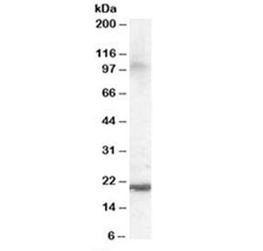 Western blot testing of human brain lysate with ARL6IP5 antibody at 0.1ug/ml. Predicted molecular weight: ~22kDa.