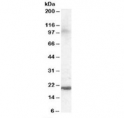 Western blot testing of human brain lysate with ARL6IP5 antibody at 0.1ug/ml. Predicted molecular weight: ~22 kDa.