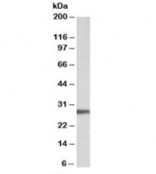Western blot testing of HEK293 lysate with Artemin antibody at 0.1ug/ml. Predicted molecular weight: ~22kDa, but can observed at 26~28kDa.