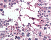 IHC testing of FFPE human testis tissue with RANBP16 antibody at 5ug/ml. Required HIER: steamed antigen retrieval with pH6 citrate buffer; AP-staining.