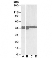 Western blot testing of A) human skeletal muslce, B) mouse skeletal muscle, C) human heart and D) mouse heart with CKM antibody at 0.01ug/ml. Predicted molecular weight: ~43kDa.