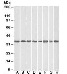 Western blot of mouse NIH3T3 (A), and human HEK293 (B), HeLa (C), A431 (D)