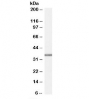 Western blot testing of HepG2 cell lysate with MRPL3 antibody at 1ug/ml. Predicted molecular weight: ~38kDa.