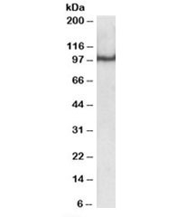 Western blot testing of nuclear HeLa lysate with OCT1 antibody at 0.5ug/ml. Predicted molecular weight: ~77kDa, routinely observed at 90-100kDa.