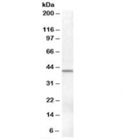 Western blot testing of human ovay lysate with SERPINB6 antibody at 0.1ug/ml. Predicted molecular weight: ~43kDa.