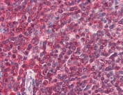 IHC testing of FFPE human spleen tissue with DAGLA antibody at 5ug/ml. Required HIER: steamed antigen retrieval with pH6 citrate buffer; AP-staining.