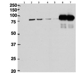 HeLa lysate either in RIPA (lanes 1, 2, 4, 6) or TX100 buffer (lanes 3, 5, 7) overexpressing mouse beta Cstf-64-FLAG immunoprecipitated using beta Cstf-64 (2ug) antibody in lanes 6 & 7 and probed with anti-FLAG [1/1000]. Mock-transfected HeLa in Lane 1.~