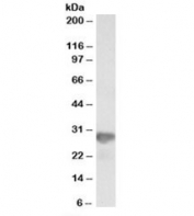 Western blot testing of HeLa lysate with NNMT antibody at 0.3ug/ml. Predicted molecular weight: ~29kDa.