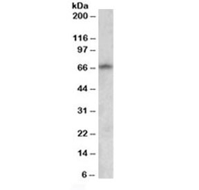 Western blot testing of human brain [cerebral cortex] lysate with GAD67 antibody at 0.5ug/ml. Predicted molecular weight ~67kDa.