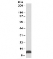 Western blot testing of HepG2 lysate with HSP10 antibody at 0.01ug/ml. Expected molecular weight: ~10kDa.