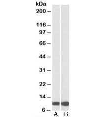 Western blot testing of A) HeLa and B) HepG2 lysates with HSPE1 antibody at 0.3ug/ml. Expected molecular weight: ~10kDa.