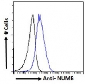 FACS testing of fixed and permeabilized human A431 cells with NUMB antibody (blue) at 10ug/ml and naive goat Ig (black).