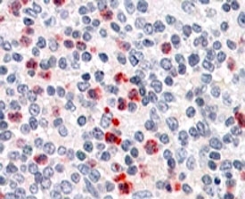 IHC staining of FFPE human spleen with PGRP-S antibody at 4ug/ml. HIER: steamed with pH6 citrate