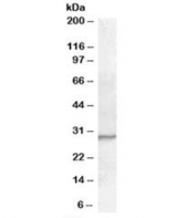 Western blot testing of Jurkat lysate with PGRP-S antibody at 0.3ug/ml. Predicted molecular weight: ~22kDa. Predicted molecular weight: ~22/28kDa (unmodified/glycosylated).