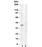 Western blot testing of mouse kidney lysate with ASNA1 antibody at 1ug/ml with [B] and without [A] blocking/immunizing peptide. Predicted molecular weight: ~39kDa.